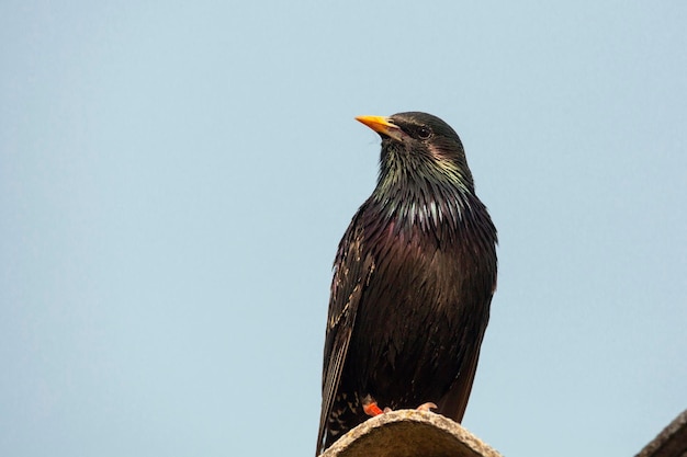 Estornino común se sienta en el techo de una casa para pájaros. De cerca.