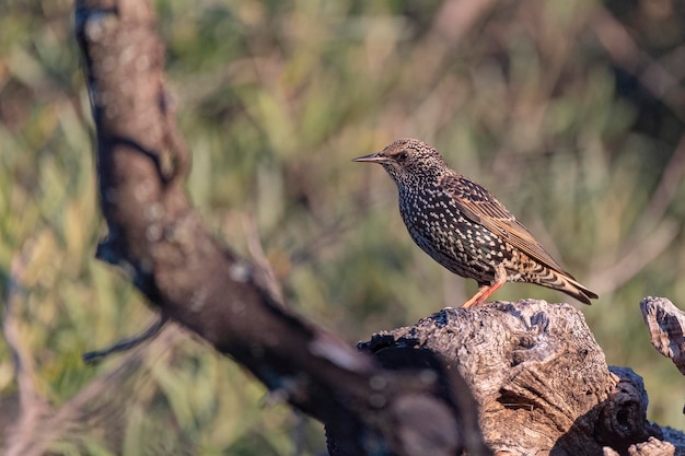 Estornino común Sturnus vulgaris Málaga España