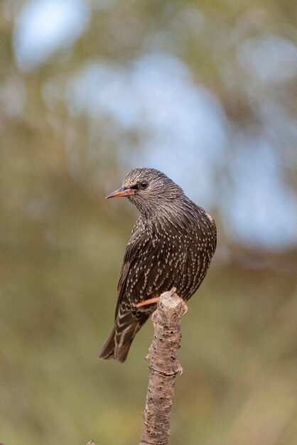 Estornino común Sturnus vulgaris Málaga España