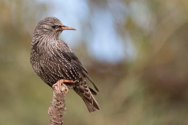 Estornino común Sturnus vulgaris Málaga España