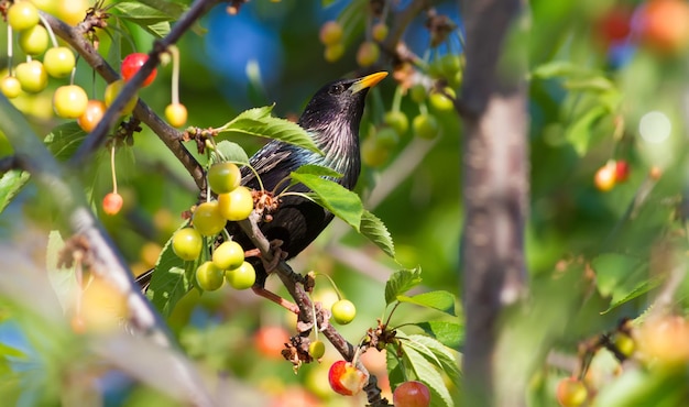 Estornino común Sturnus vulgaris Un pájaro se posa en la rama de un árbol frutal la cosecha está casi madura