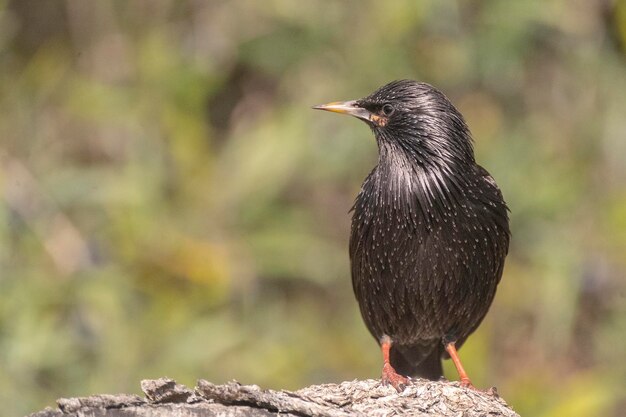 Estornino impecable Sturnus unicolor Málaga España