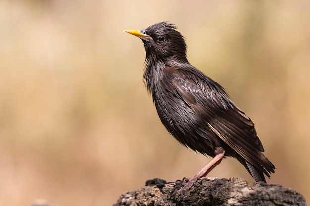 Estornino impecable Sturnus unicolor Málaga España