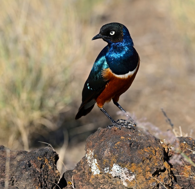 Estornino magnífico colorido en la sabana africana