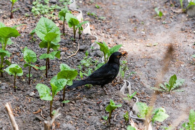 Estornino de pájaro macro con gusanos en pico