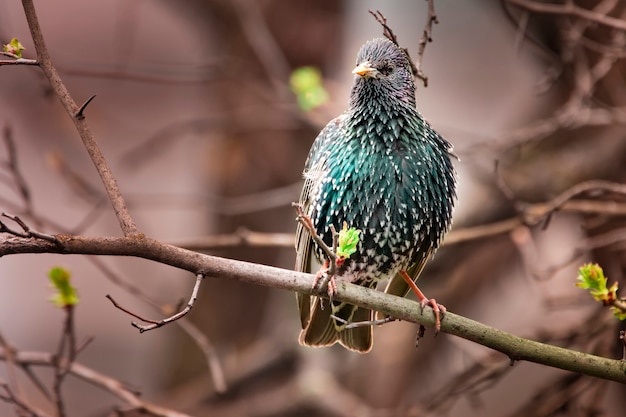 Estornino Pinto macho sentado en la rama de un árbol de cerca