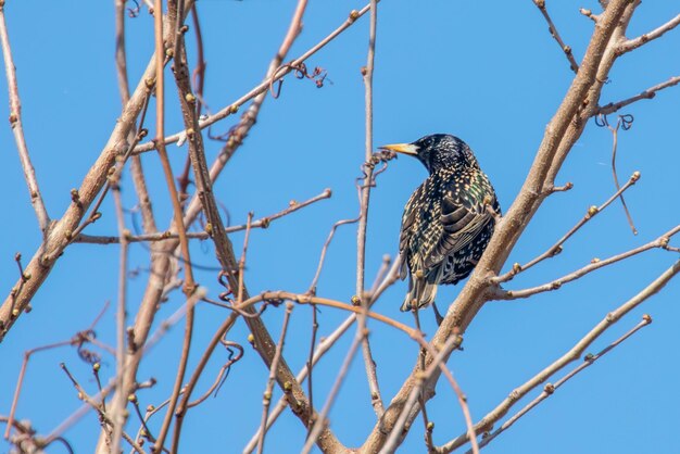 Estornino Pinto en una rama, Sturnus vulgaris