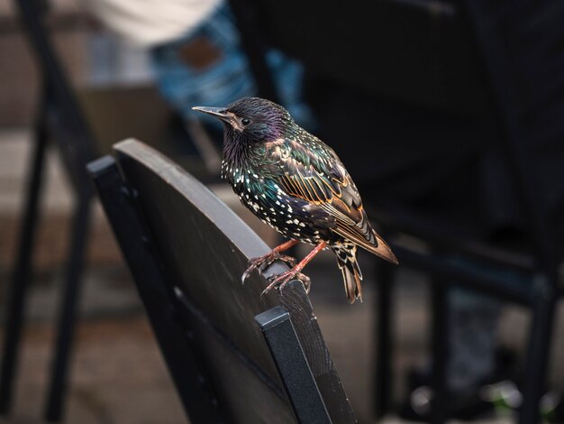 Estornino Pinto (Sturnus vulgaris) pide comida en un café de la ciudad.