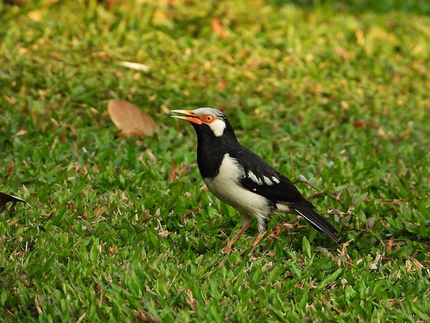 Foto estornino pinto tailandés o gracupica floweri pecho negro y espalda blanca, vientre con mejilla blanca en la grupa