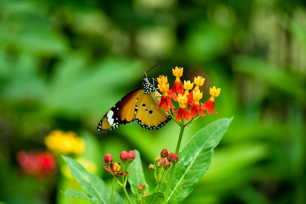 Estoy caminando en el jardín de mariposas, la mariposa en la flor está comiendo miel.