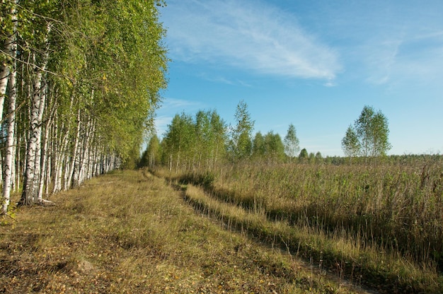 Estrada ao longo do campo e da floresta de bétulas em uma manhã de verão na região de Ryazan, Rússia