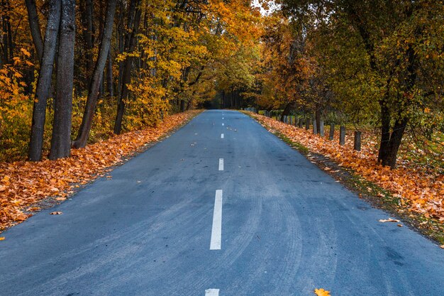 Estrada asfaltada com linha branca curva e folhas no outono