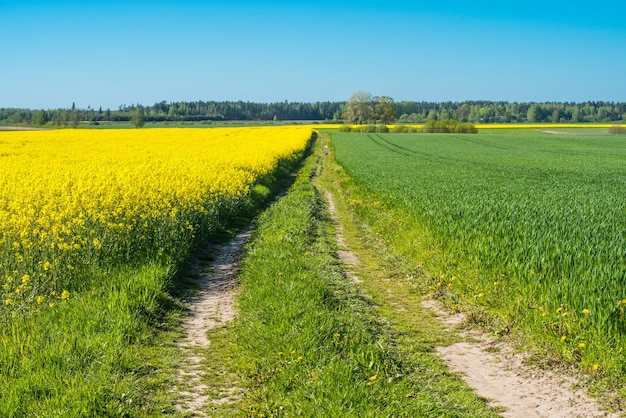 Estrada através de campos floridos de canola na letônia.