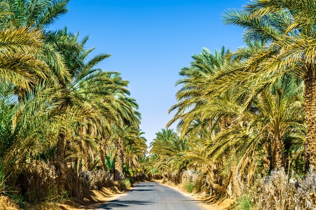 Estrada através de um oásis em tamacine - argélia, norte da áfrica