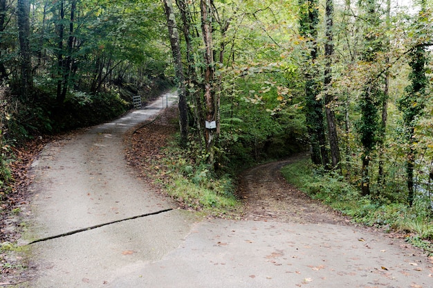 Estrada bifurcada com folhas caídas na floresta