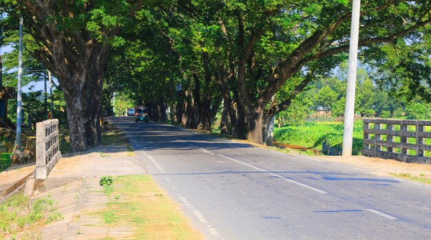 Estrada bonita e serenidade com árvore verde de ambos os lados.