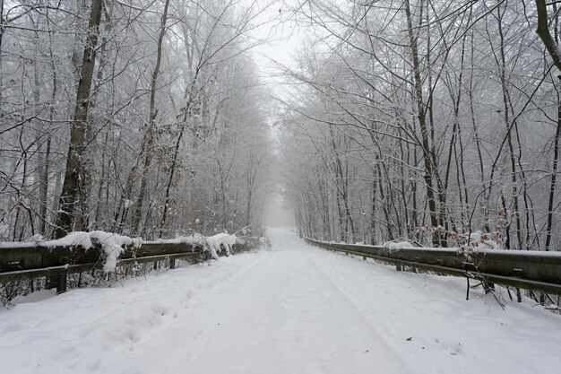 Foto estrada coberta de neve com árvores condução perigosa na neve no inverno conceito para tráfego e mau tempo