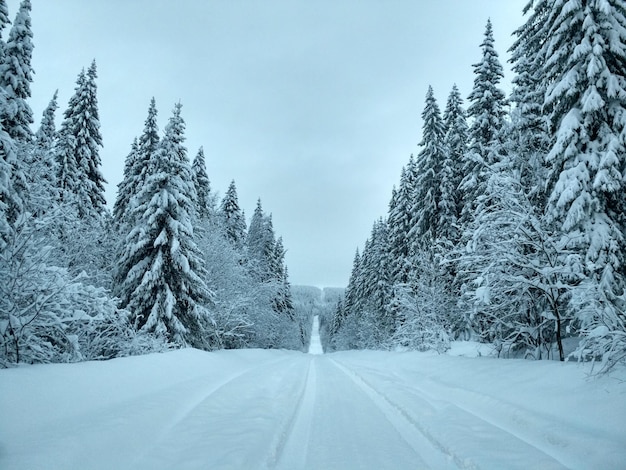 Estrada coberta de neve em meio a árvores contra o céu
