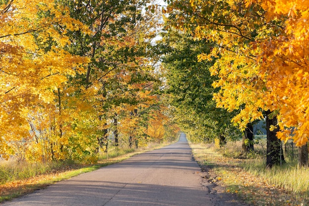 Estrada com árvores de outono coloridas