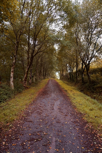 Estrada com árvores marrons no outono na natureza, cores de outono