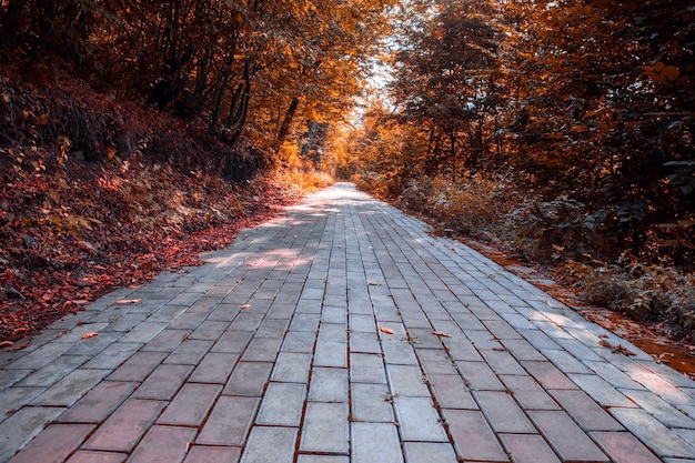 Estrada com árvores no parque