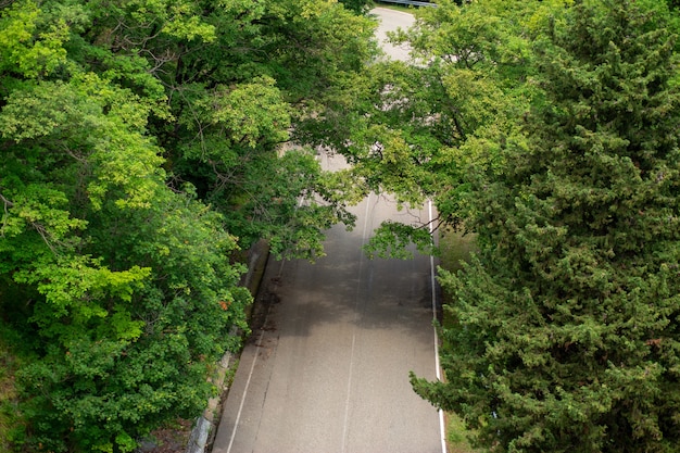 Estrada com belas árvores verdes, vista de cima