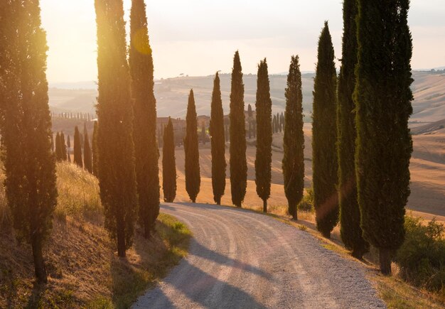 Estrada com ciprestes no pôr do sol na Toscana Itália