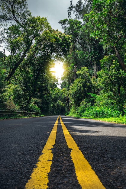 Estrada com duas linhas amarelas na floresta havaiana