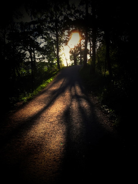 Foto estrada com sombra no meio de árvores na floresta