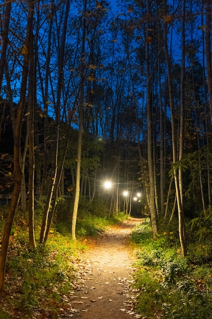 Estrada da floresta enevoada e enevoada em uma cena dramática mística silhueta das árvores à noite