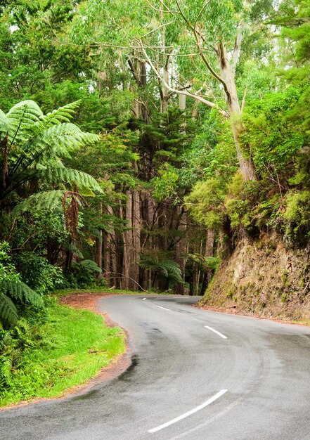 estrada da floresta tropical