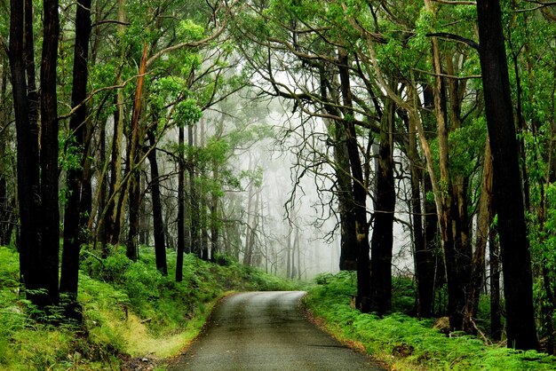 Foto estrada da floresta