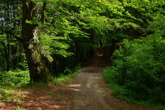 Estrada da floresta