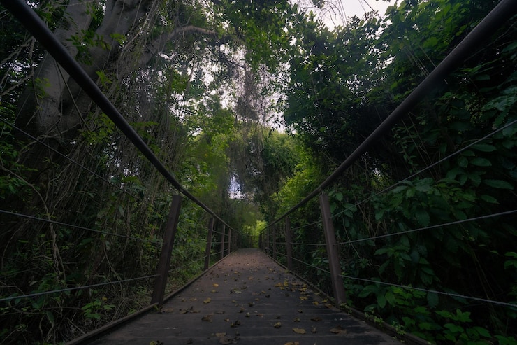 Foto estrada da floresta.