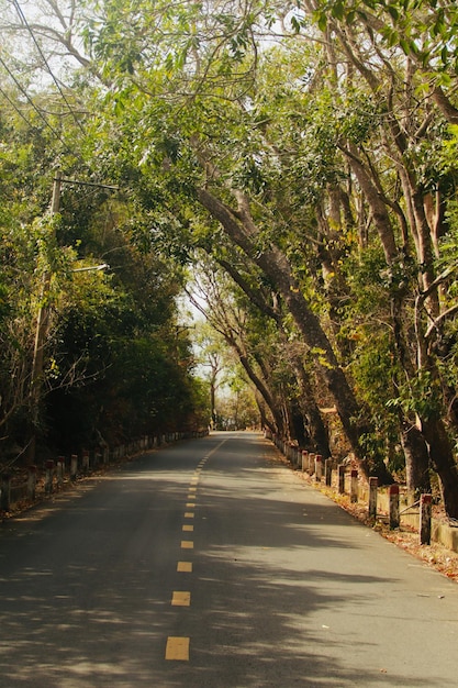 Estrada da Floresta