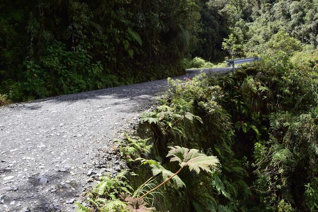 Estrada da morte Camino de la Muerte Yungas North Road entre La Paz e Coroico Bolívia