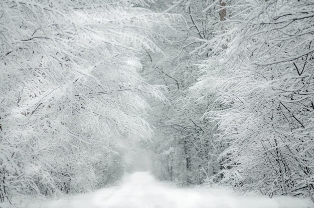 Estrada da neve do inverno e paisagem da floresta. Estrada de inverno e respingos de neve