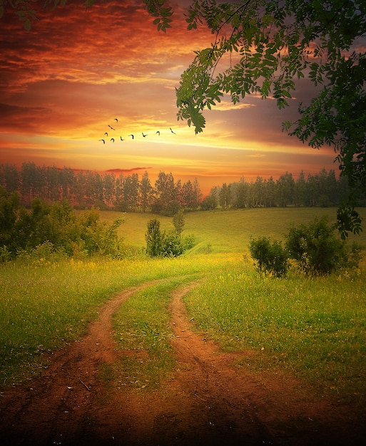 Foto estrada de areia em um campo verde e árvore