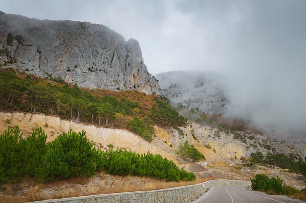 Estrada de asfalto em uma floresta de verão em um dia nublado