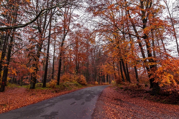 Estrada de asfalto na floresta de outono.