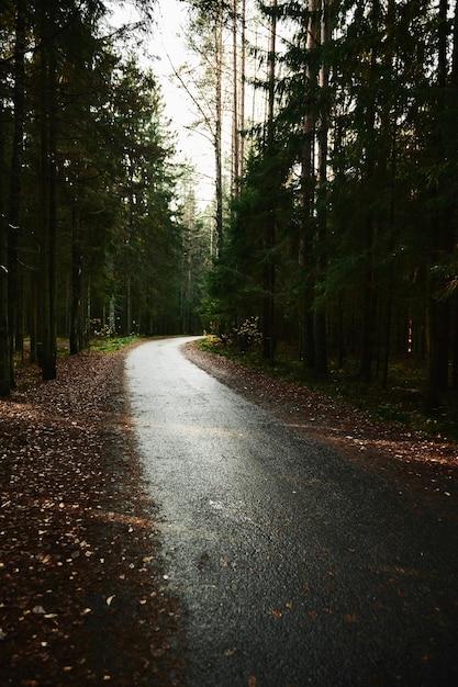 Estrada de asfalto passando pela floresta de coníferas escura