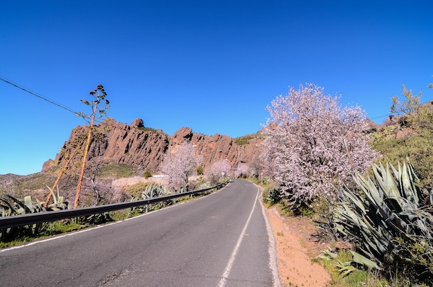 Estrada de asfalto vazia longa do deserto nas Ilhas Canárias, Espanha