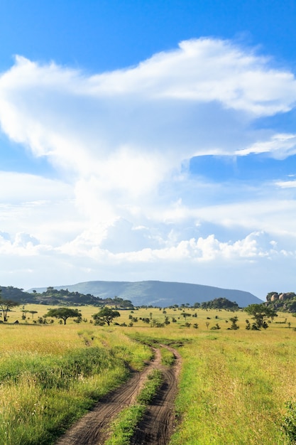 Estrada de campo em Serengeti. Tanzânia, África.