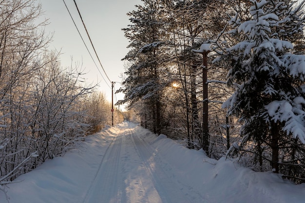 Estrada de inverno e árvores na neve em um dia ensolarado e gelado.