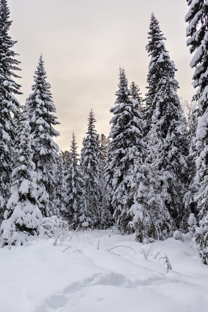 Estrada de inverno em uma floresta de neve, árvores altas ao longo da estrada. Linda paisagem de inverno brilhante.