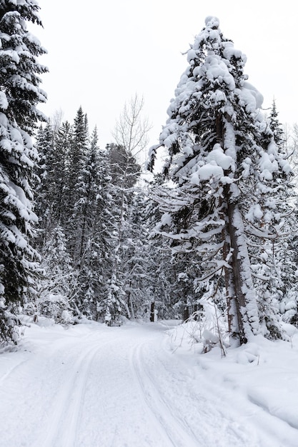 Estrada de inverno em uma floresta de neve, árvores altas ao longo da estrada. Linda paisagem de inverno brilhante.