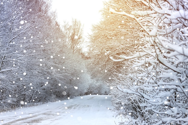 Estrada de inverno na floresta