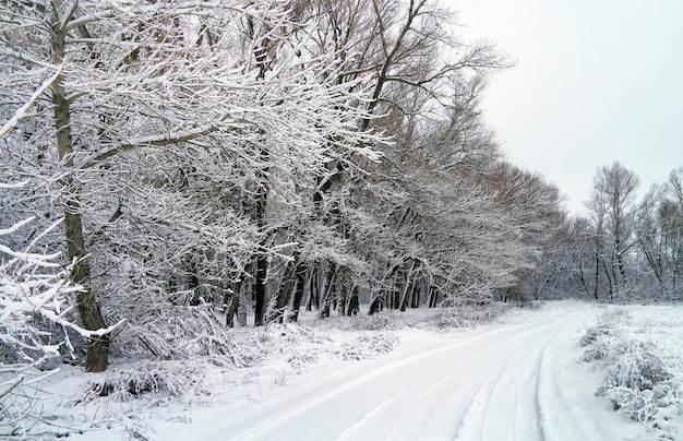Estrada de inverno no bosque nevado. Paisagem branca de inverno com árvores cobertas de neve e estradas