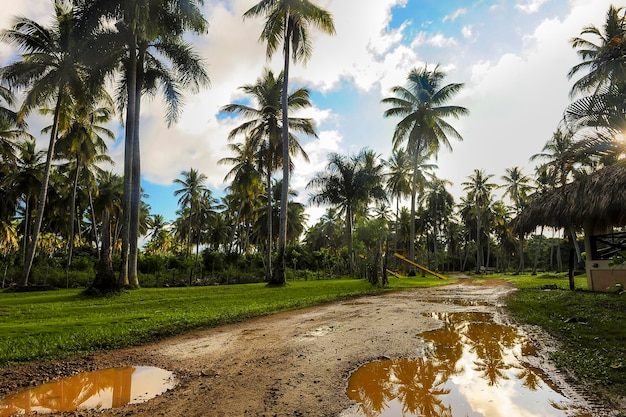 Estrada de lama da República Dominicana em palmeiras com poças