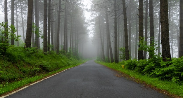 estrada de montanha através da floresta nebulosa